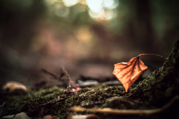 Dry brown autumn leaf lies on moss on a blurred forest background with bokeh. Side view. 