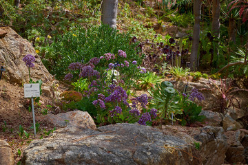 Colchicaceae, Marimurtra Botanical garden in  Blanes, Catalonia.