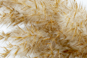 branch of reeds on a white background close-up