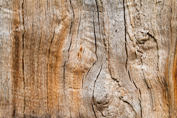 Oak wood in longitudinal section, beautiful texture filled with cracks and knots, background