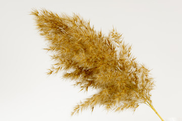 branch of reeds on a white background