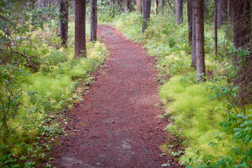 Fototapeta na wymiar A walking path in Banff National Park, Canada. 