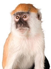 Monkey Close-Up - Isolated