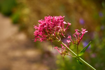 Valeriana officinalis, Marimurtra Botanical garden in  Blanes, Catalonia.