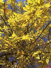 autumn leaves on tree