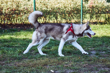  a young Siberian husky dog on the run