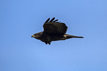 Flying  Common buzzard (Buteo buteo)