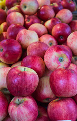 Fresh, tasty, juicy, red apples in a box