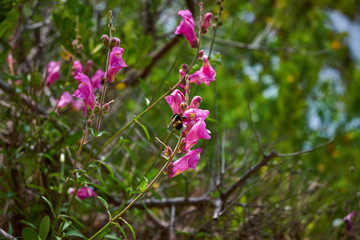 Marimurtra Botanical garden in Blanes, Catalonia.