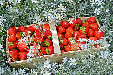 box of strawberries among meadow flowers