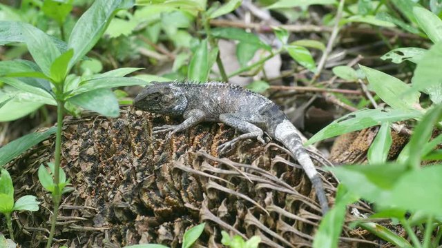 a lizard is resting on the forest ground