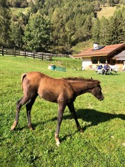 Naklejka premium cavallo 