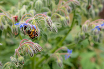 Jardin remarquable l'Escalier à Brumath, été 2018