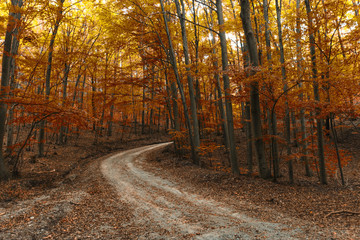path in the autumn forest 