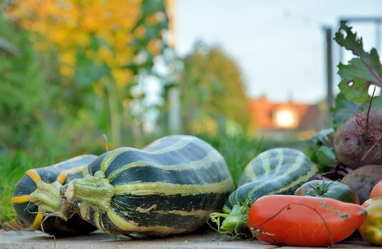 Courgettes, tomates et betteraves bio du jardin