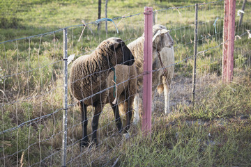Obraz premium Brown sheep and dirty white sheep next to each other in grass field, behind crooked chain fence.