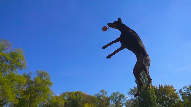 Doberman jumping to the ball against blue sky
