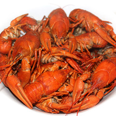Boiled crayfish on a white background