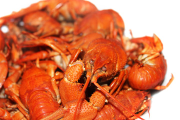 Boiled crayfish on a white background