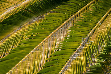 Close up of sago palm leaves (Cycas revoluta)