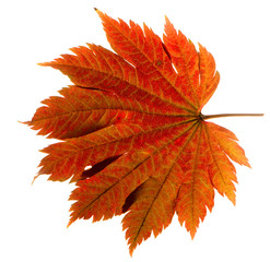 Yellow sheet of Japanese maple on a white background