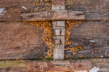 the texture of the tree bark. old oak dark grey