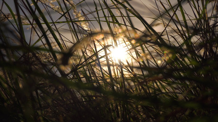 the sun shines through a thick grass © taraskobryn