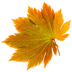 Yellow sheet of Japanese maple on a white background