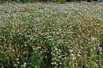 Obraz premium Wild camomile in the field as background or texture