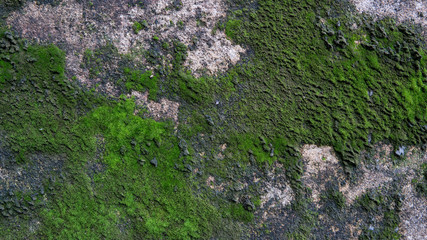 .old grunge concrete wall
