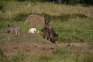 Baby donkey