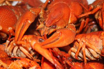 Boiled crayfish close up