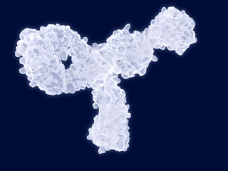 Antikörpermolekül
