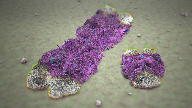 X And Y Chromosomes Telomeres