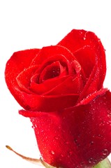 Wet red rose bud