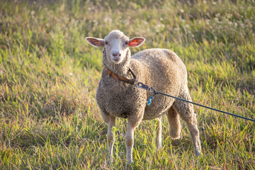 Curious white ewe on a leash looking directly at camera, in a field of grass. Cute sheep with friendly face.