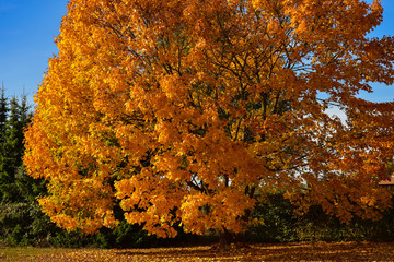 Baum Herbst Farben Herbstfarben Gold