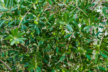 Green olives on olive branches, against a blue sky