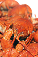 Boiled crayfish on a white background