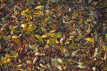 Colorful autumn leaves