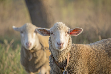 Curious young white sheep looking directly and attentively at the camera. Shallow depth of field.