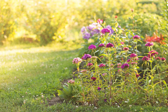 Flowers in a spring garden at sunrise
