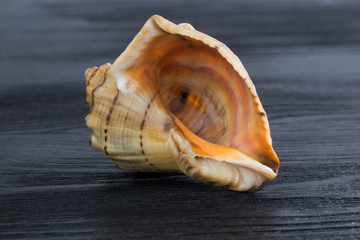 Big bright orange yellow gastropod seashell on black wood