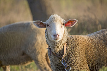 Curious young white sheep on leash looking directly at camera. Cute sheep with friendly face. Shallow depth of field.
