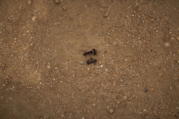 Ants, Marimurtra Botanical garden in  Blanes, Catalonia.