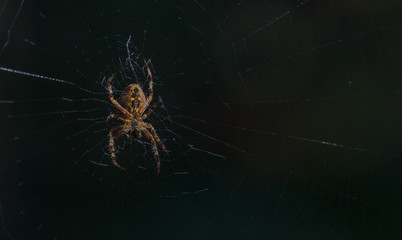 forest spider on the net