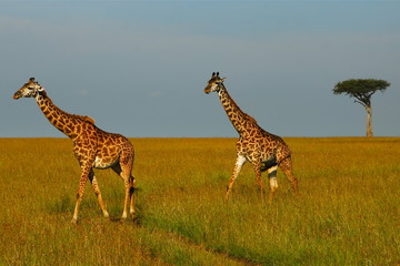 Giraffes 