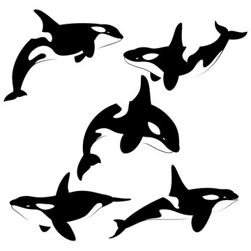 Killer whale set of silhouettes isolated on white background. Vector illustration