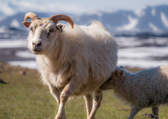 Iceland sheep