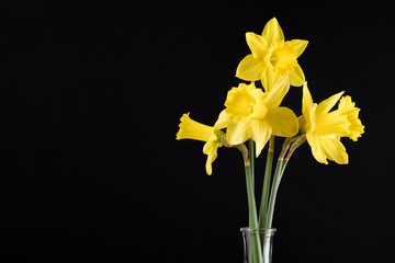 DAFFODIL IN GLASS VASE IN BLACK BACKGROUND, COPY SPACE